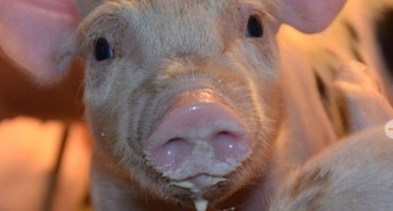 biggenvoer voor de kraamstal, speenfase en opfokfase ter ondersteuning van groei en gezondheid van biggen