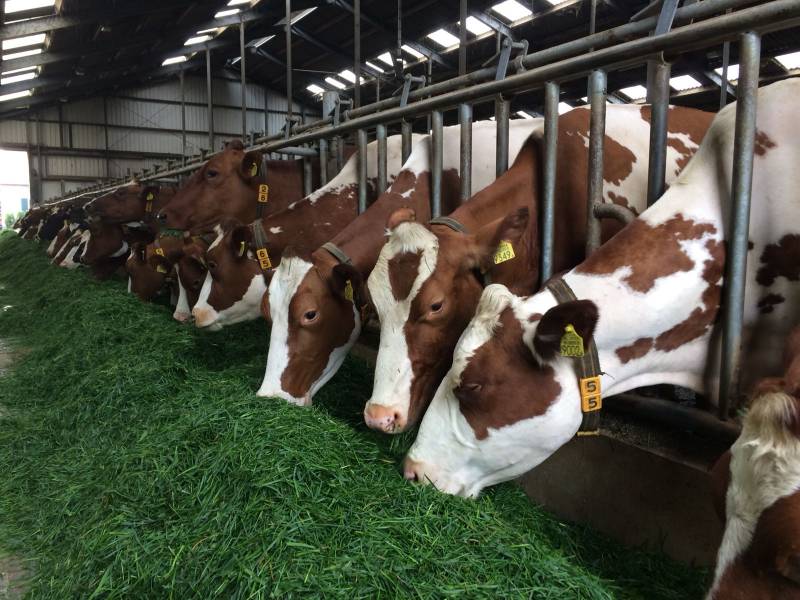 Kwalitatieve en smakelijke voeding voor uw melkvee bestelt u bij Gunnewick Mengvoeders in Vragender