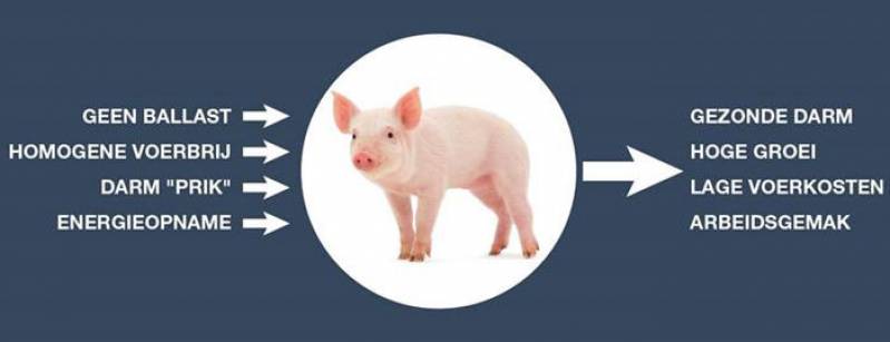Biggenvoer voor gezonde en sterke biggen bij Gunnewick Mengvoeders