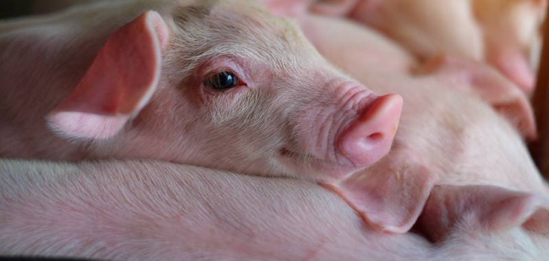 Biggenmelk en beste start voor elke big | Gunnewick Mengvoeders 